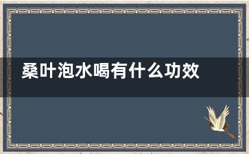 桑叶泡水喝有什么功效和作用 桑叶泡水有哪些好处(桑叶泡水喝有什么功效和作用)